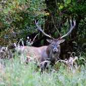 Nepravidelný 14 torak