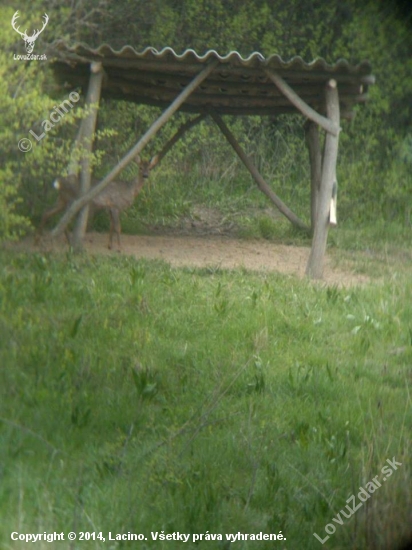 gombičkár