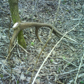 vcerajsi ulovok zeny 1.