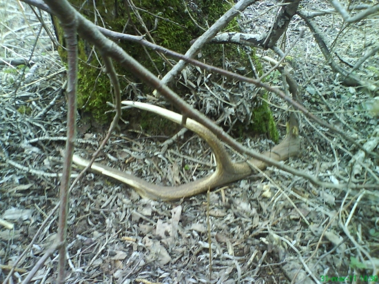 vcerajsi ulovok zeny 2.