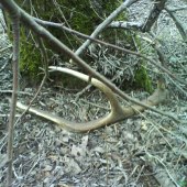 vcerajsi ulovok zeny 2.