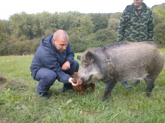 Bratov diviačik Viki