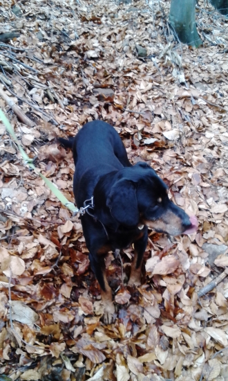 Čakanie s harym na pohon