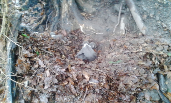 Tri medvieďatá nájdené v pohone