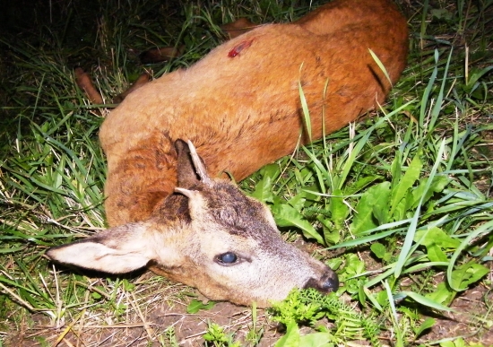 Kamarátov gobičkár