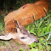 Kamarátov gobičkár