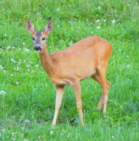 Srna