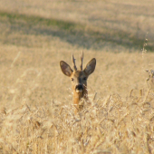 v podvečer v obilí