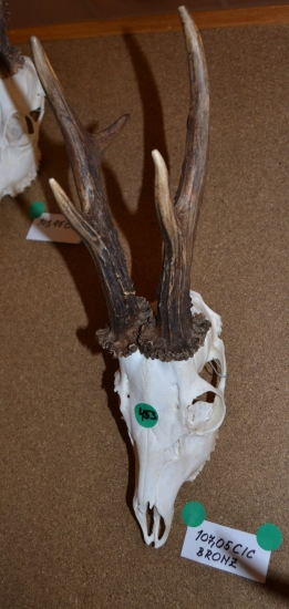 bronzová trofej srnca