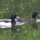 Chochlačky vrkočaté...