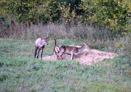 počas ruje