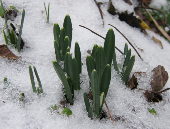 prvé tohoročné snežienky