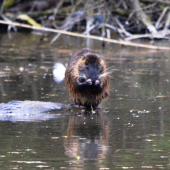 nutria riečna