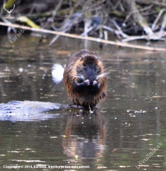 nutria riečna