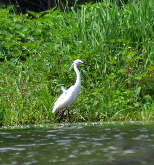 volavka striebristá