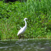 volavka striebristá