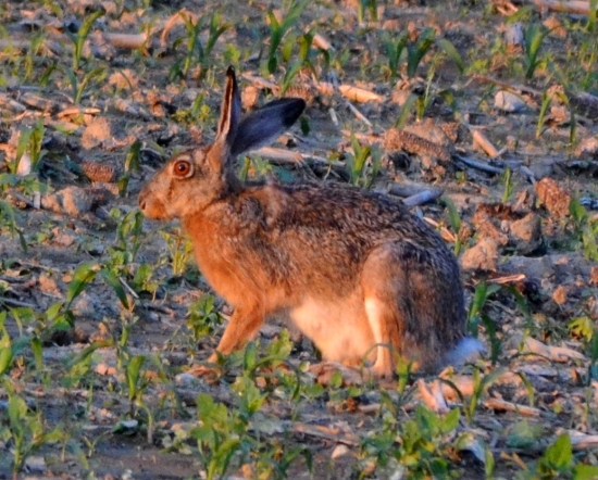 podvečerná zajačica