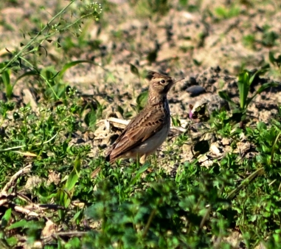 pipíška chochlatá