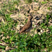 pipíška chochlatá