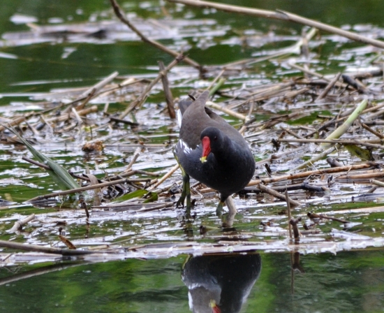 sliepočka zelenonohá