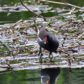 sliepočka zelenonohá