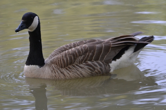 Bernikla bielobradá