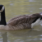 Bernikla bielobradá