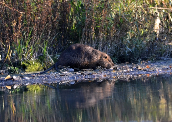 nutria riečna