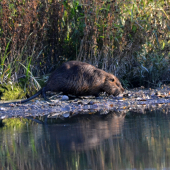 nutria riečna