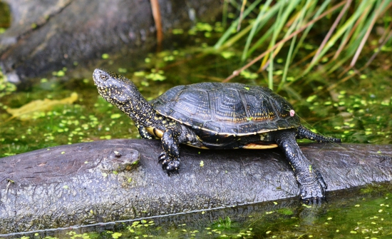 korytnačka močiarna
