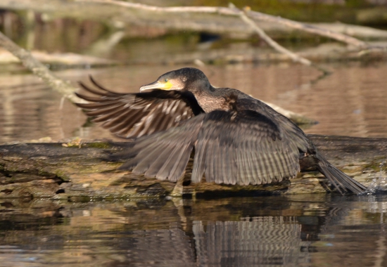 letovka