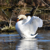 Už sa predvádzajú