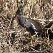 sliepočka zelenonohá