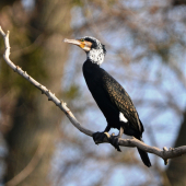 Kormorán v svadobnom šate