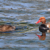Párik hrdzaviek potápavých