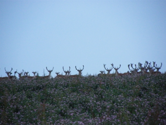 prekvapenie v dateline