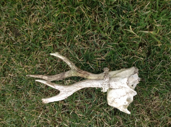 Uspešná prechádzka :)