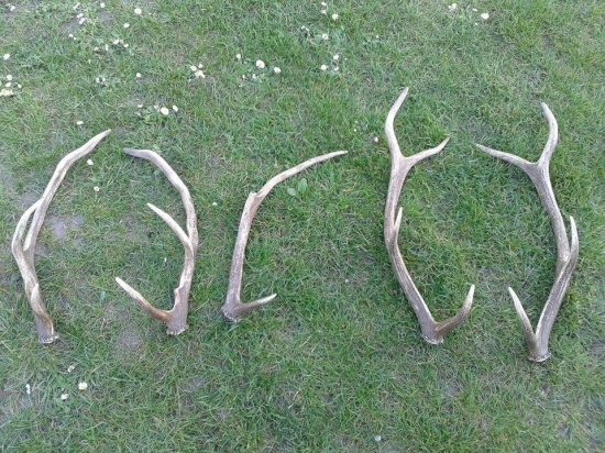 Päťnásobná radosť :)