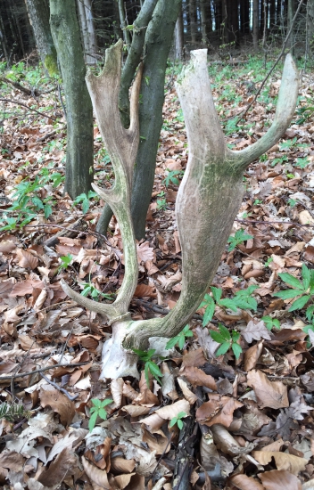 Starý raritný dedko