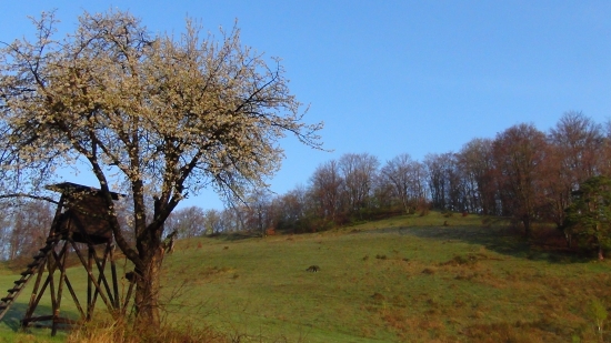 Pod rozkvitnutou čerešňou