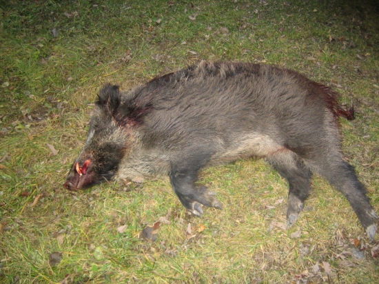 Diviačica s klami - raritka