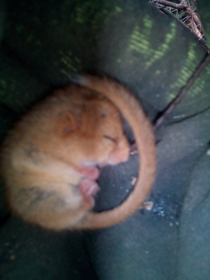 Myslim ze je to plch.