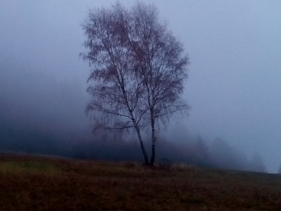 Betula pendula