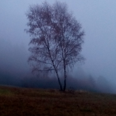 Betula pendula