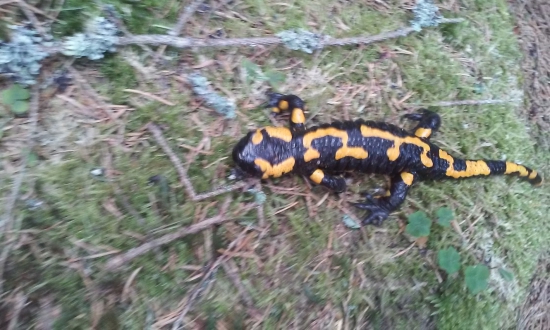 (Salamandra salamandra)