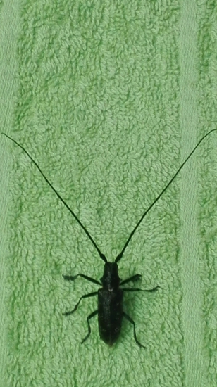 Cerambyx cerdo
