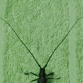 Cerambyx cerdo