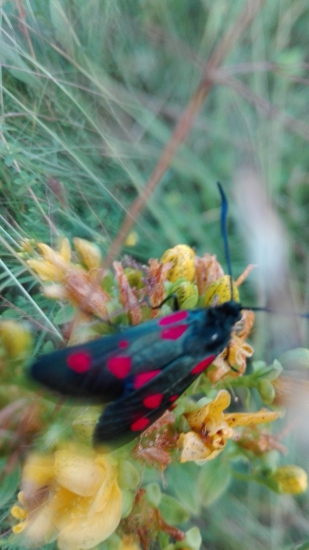 Vretienka obyčajná