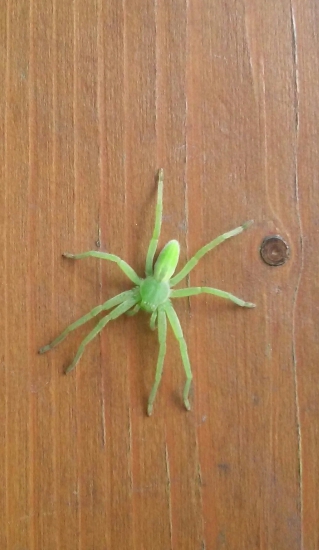 Maloočka smaragdova