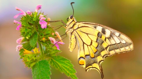 Vidlochvost Feniklovy